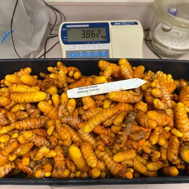 thumbnail for publication: Potential Markets for Florida Turmeric